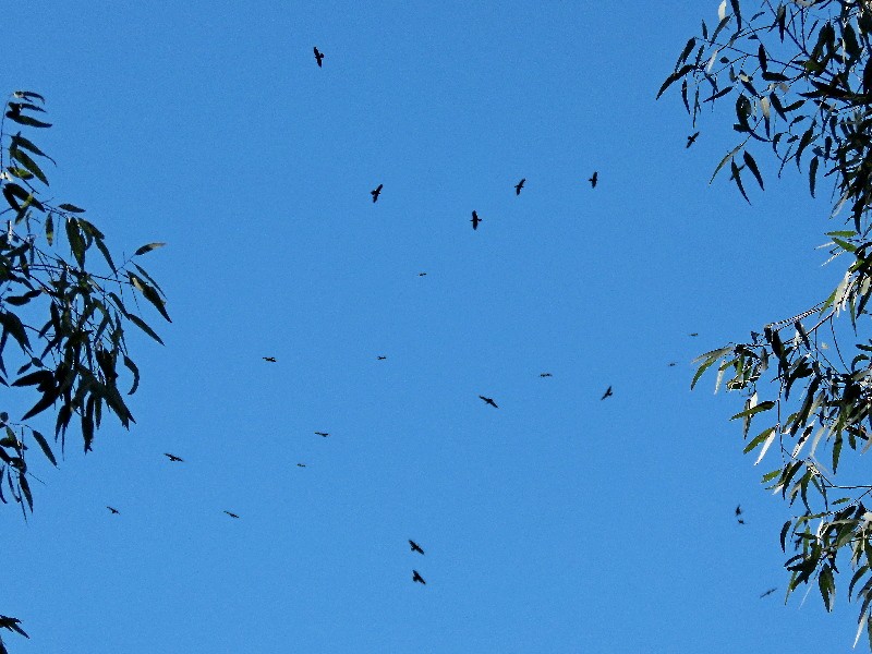 Крук звичайний - ML644670877