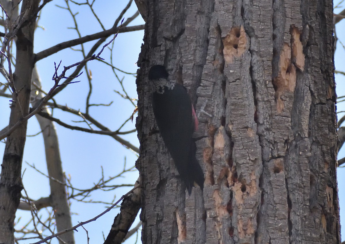 Гіла рожевочерева - ML644670882