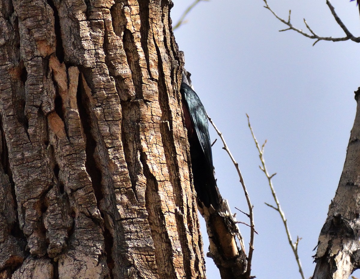 Гіла рожевочерева - ML644670887