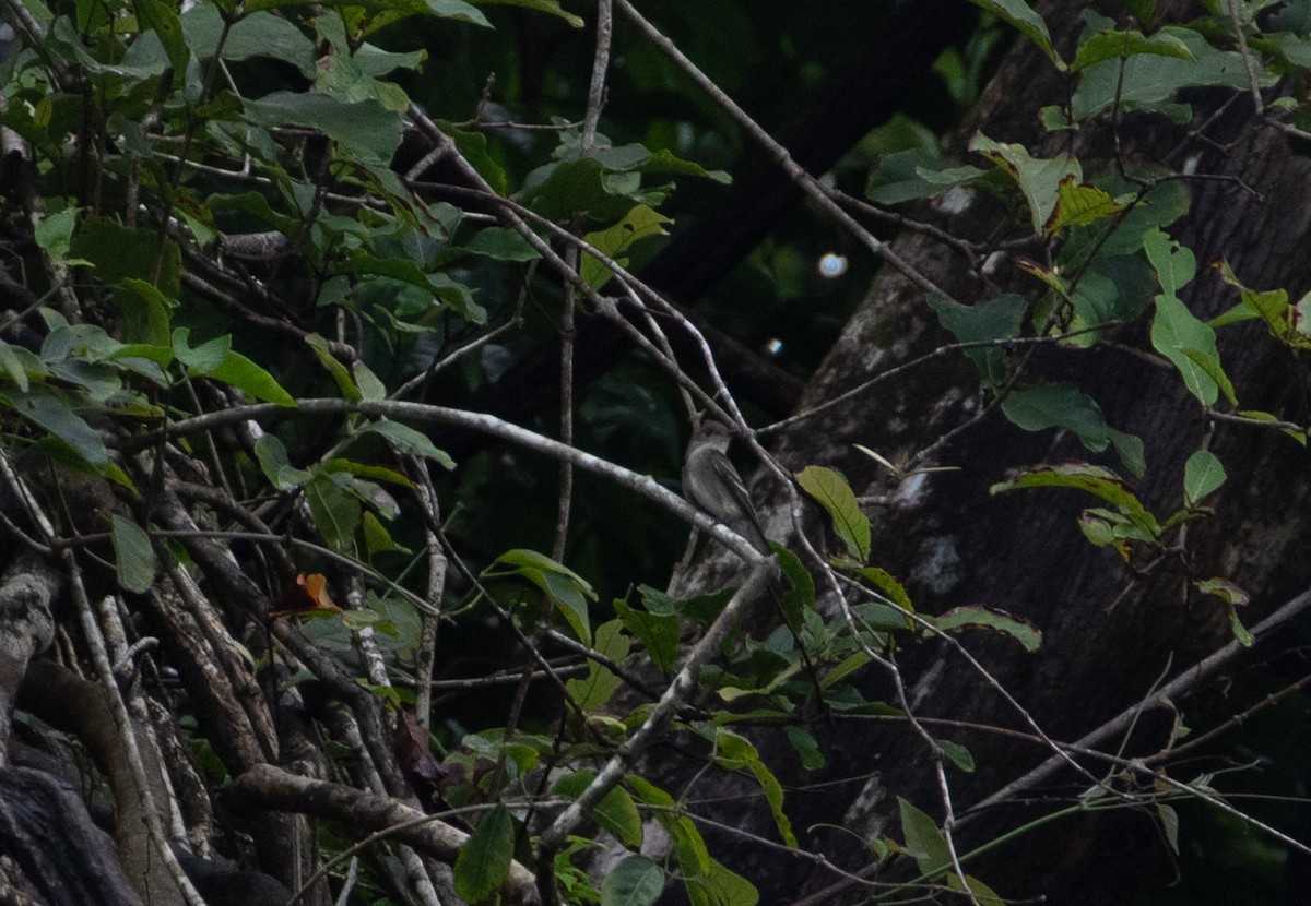 Western/Eastern Wood-Pewee - ML644670889