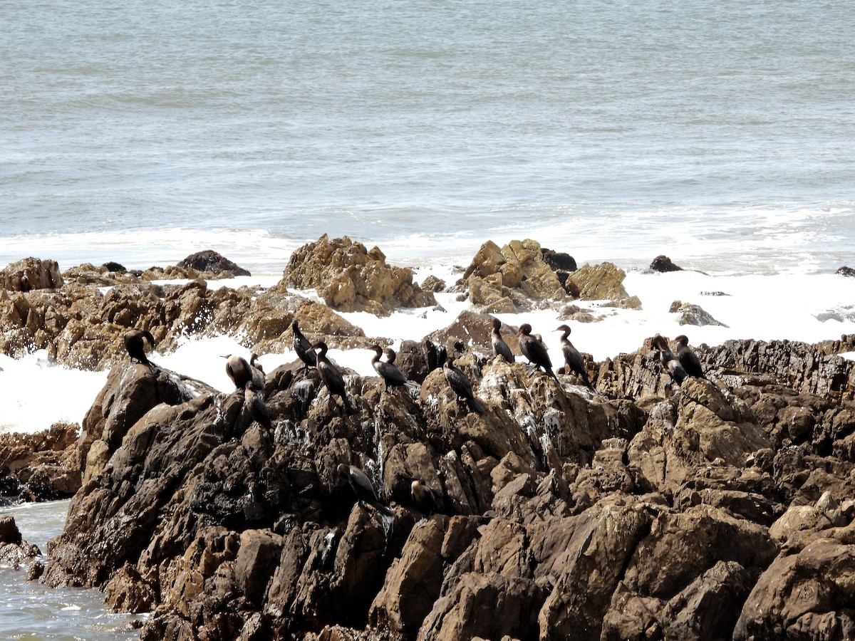 Neotropic Cormorant - ML644670890