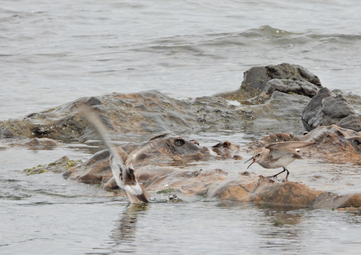 jespák tundrový - ML644670899