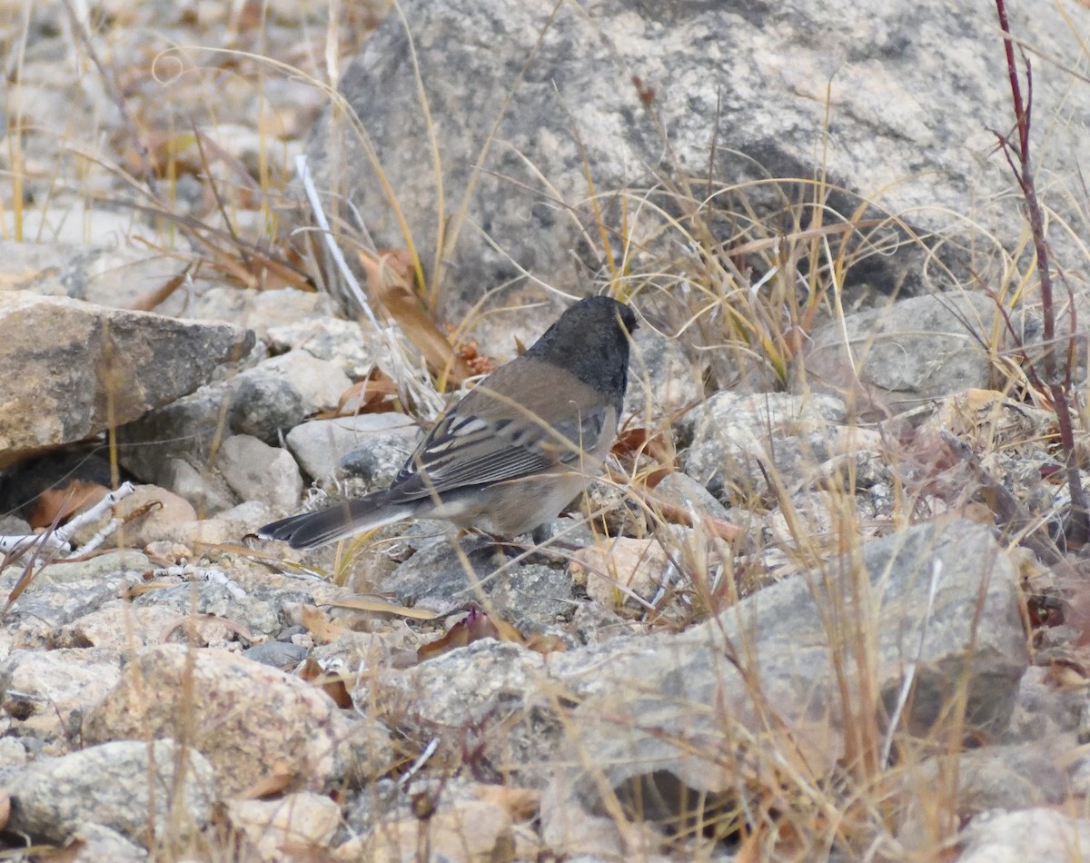 Юнко сірий [група oreganus] - ML644670900