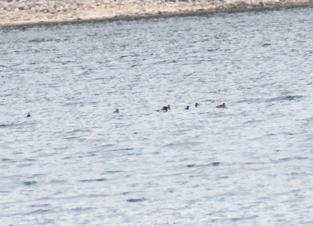 Чернь канадська - ML644670904