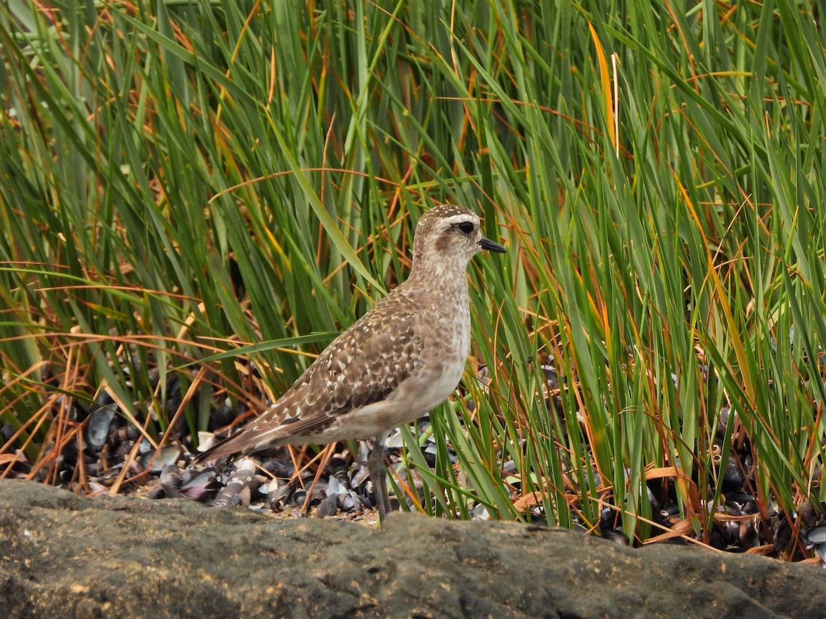 American Golden-Plover - ML644670916