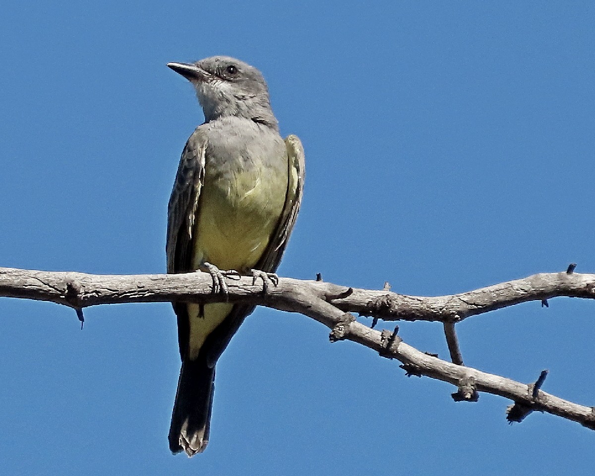 Cassin's Kingbird - ML644670924