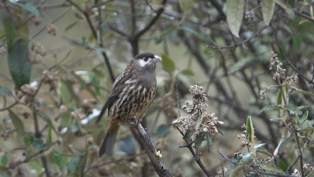 Cotinga Cariblanco - ML644670939