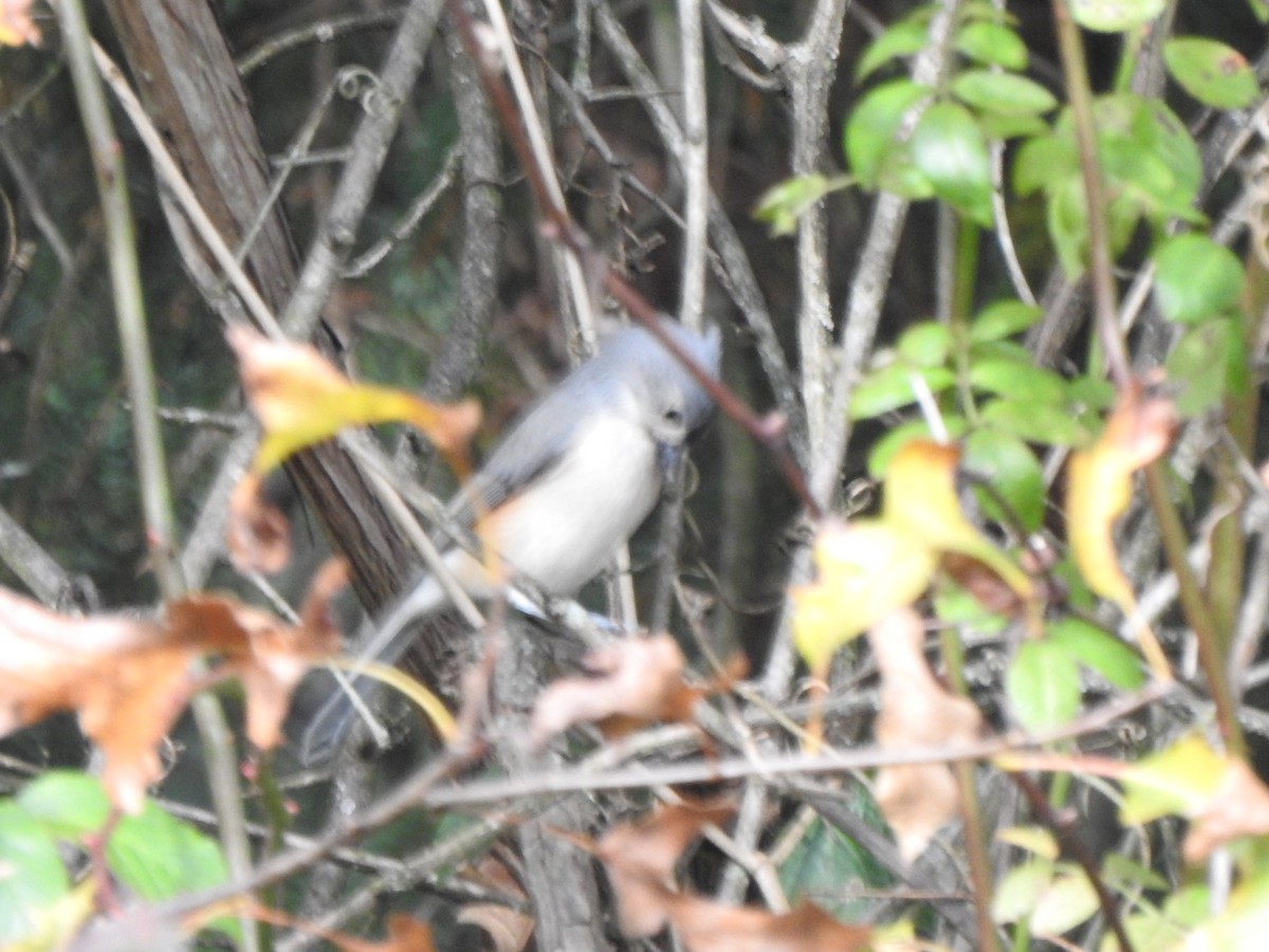 gråduskmeis - ML644670940