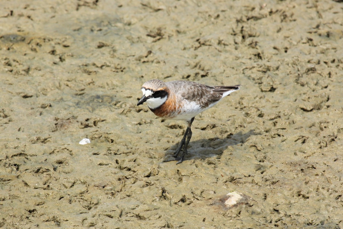 Siberian Sand-Plover - ML644670944