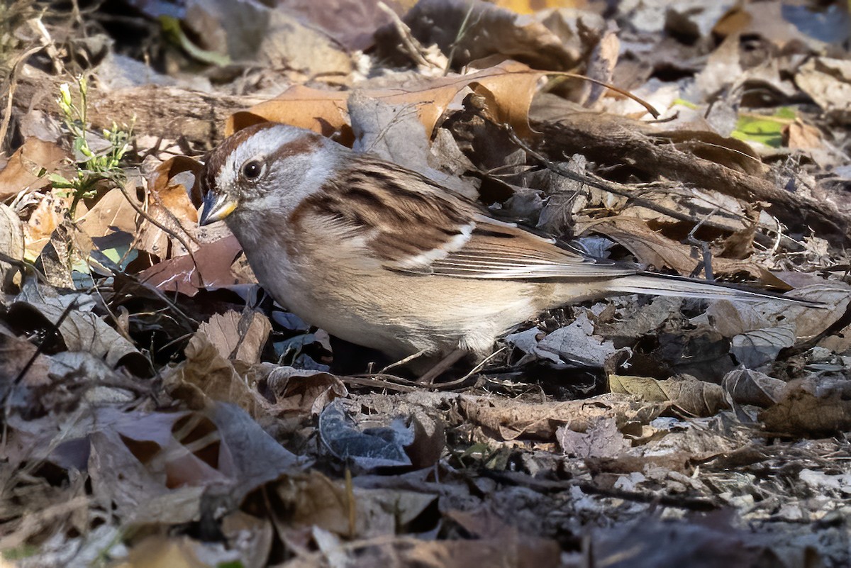 American Tree Sparrow - ML644670957