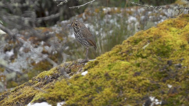Tororoí Andino - ML644670963