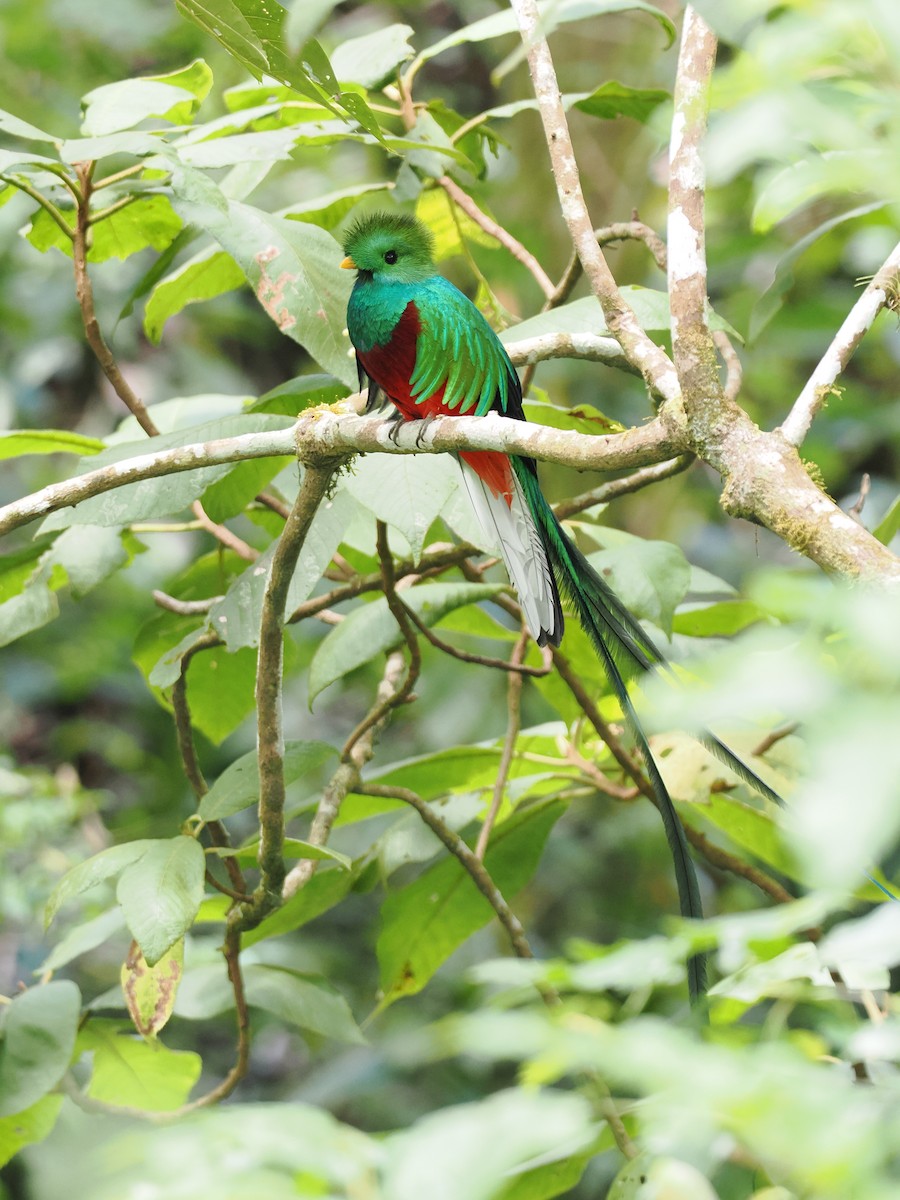 Quetzal resplendissant - ML644670969