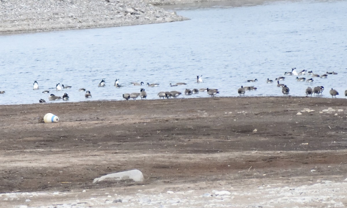 Canada Goose - ML644670977