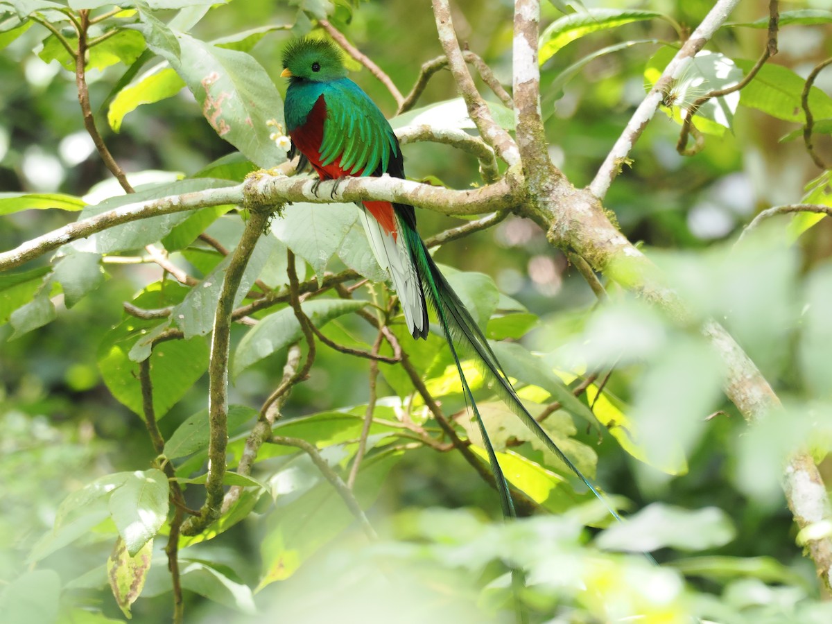 Quetzal resplendissant - ML644670980