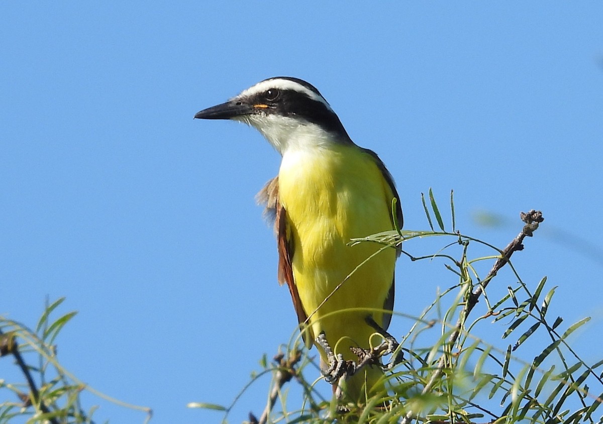 Great Kiskadee - ML644670982