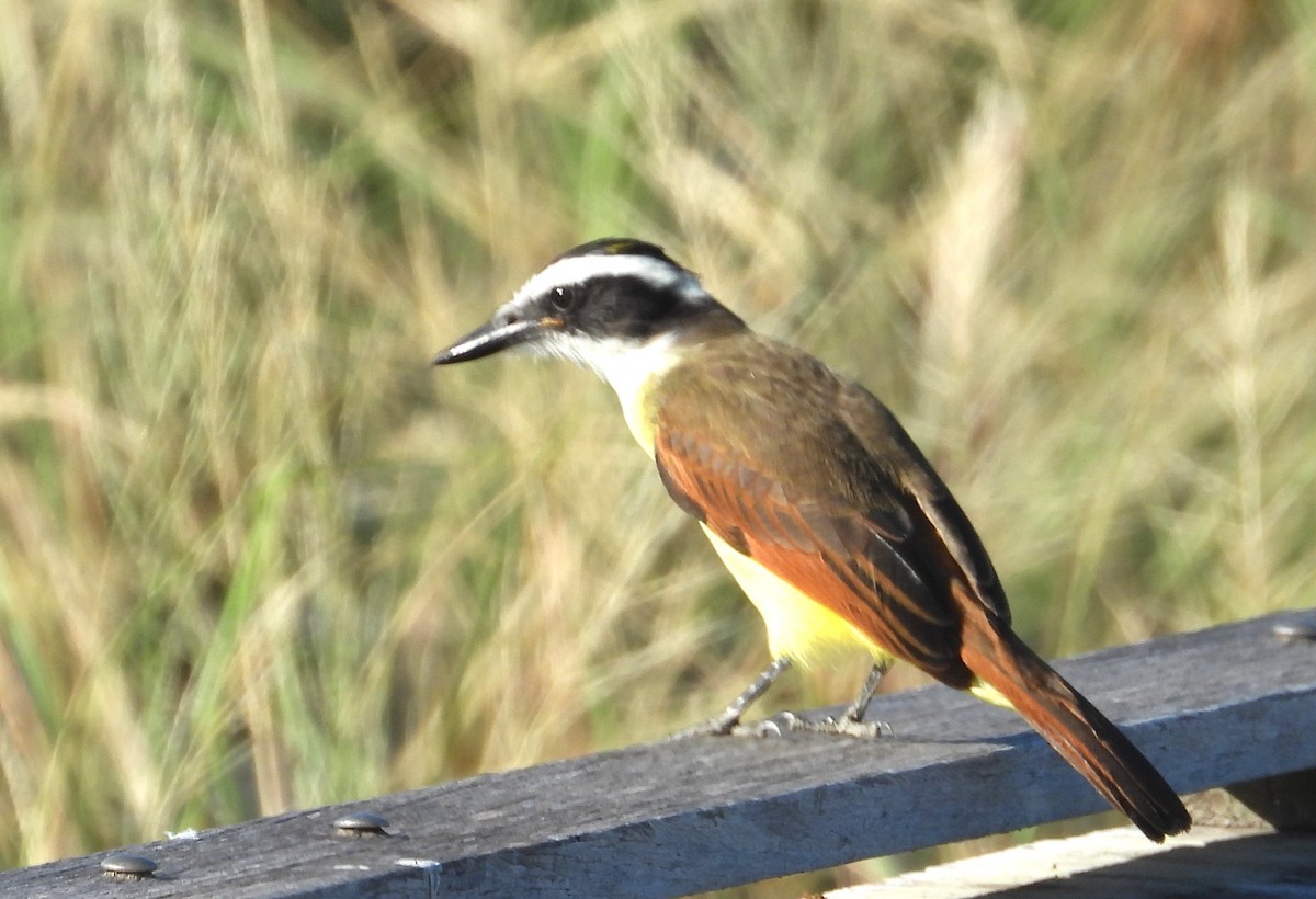 Great Kiskadee - ML644670983