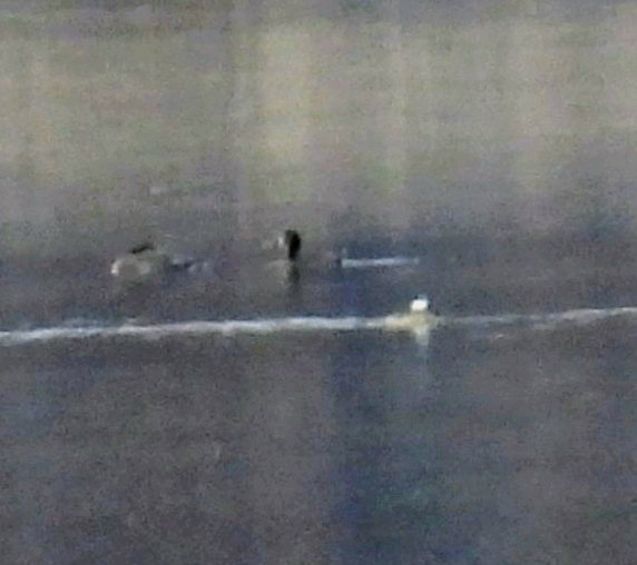 Савка американська - ML644670984