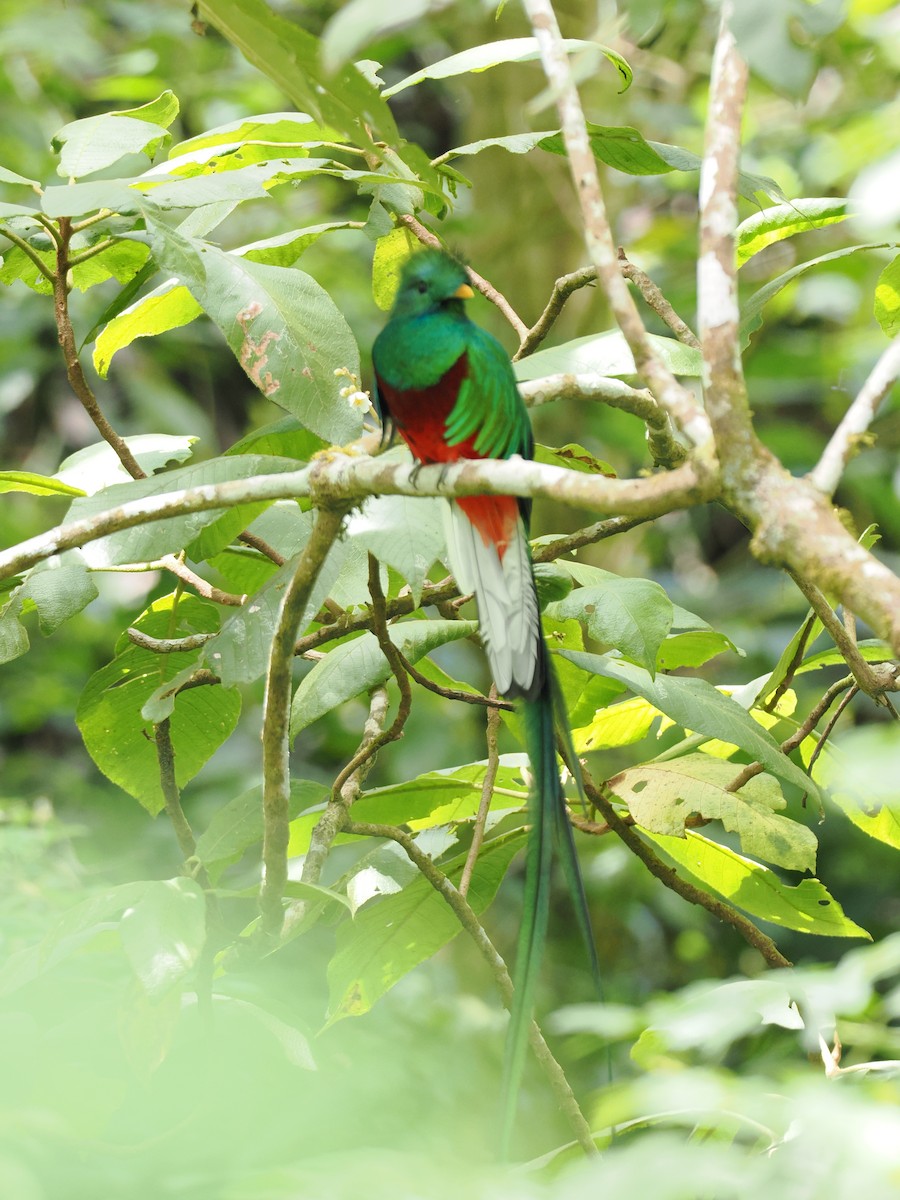 Quetzal resplendissant - ML644670991