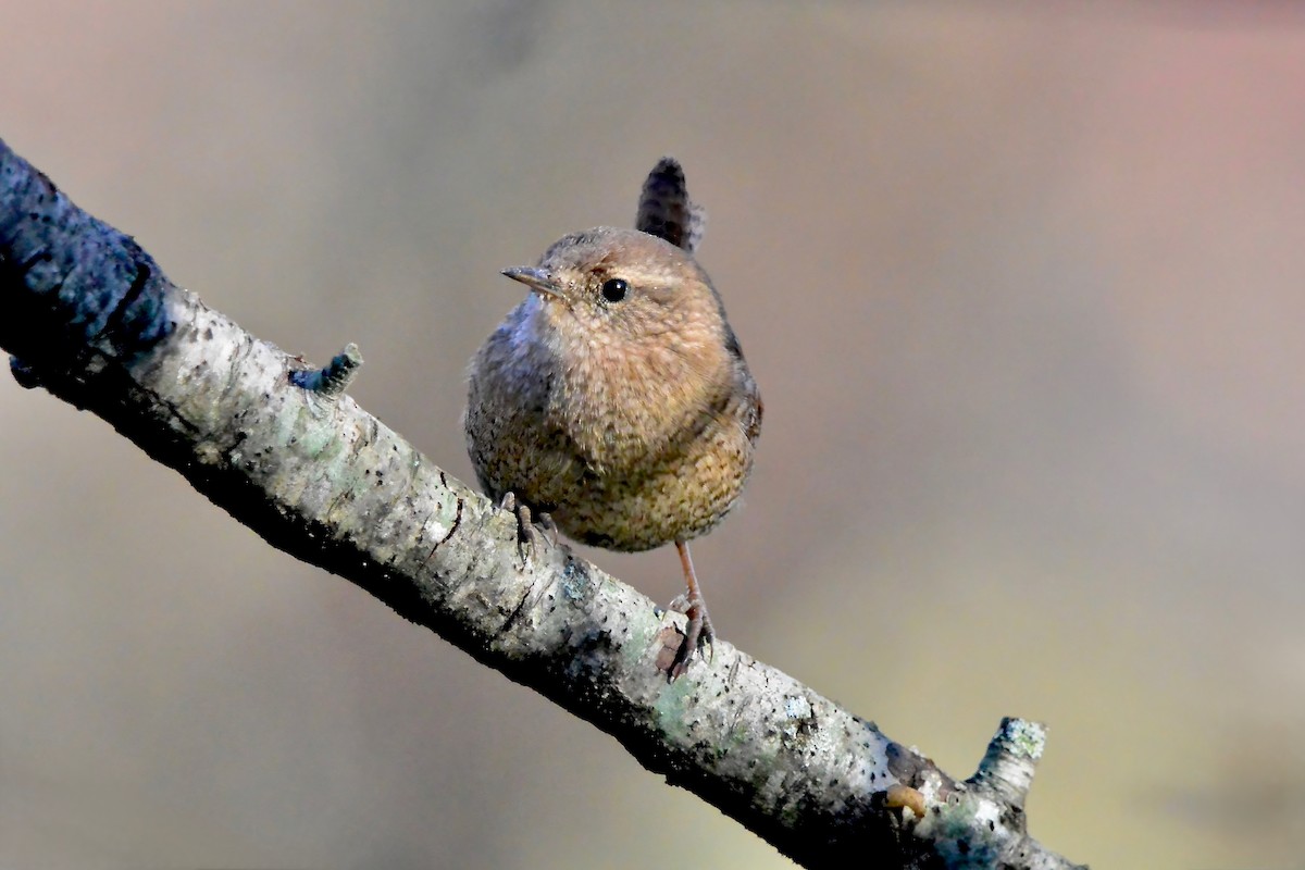 フユミソサザイ - ML644670994