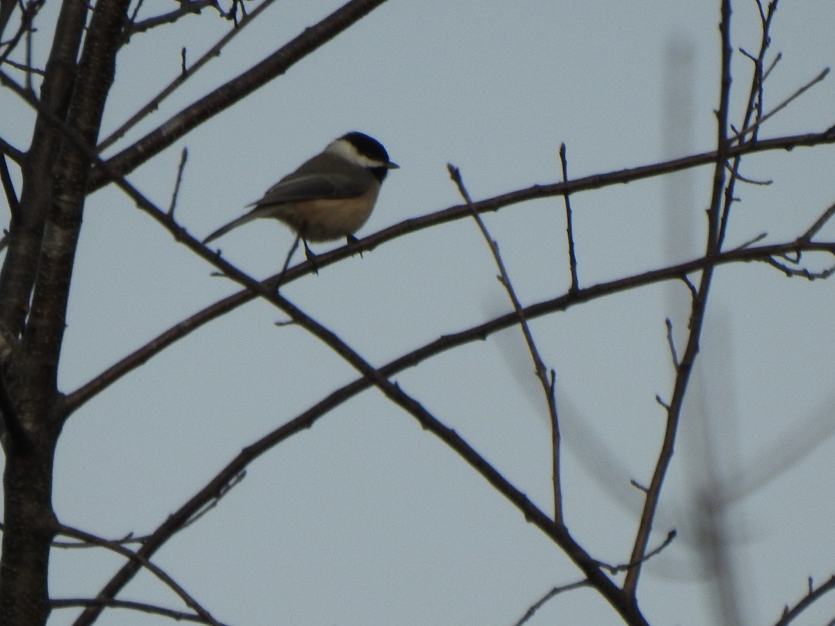 Carolina Chickadee - ML644670996