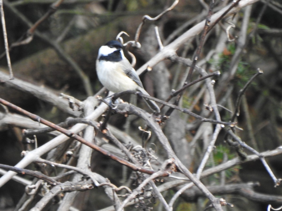Carolina Chickadee - ML644670997