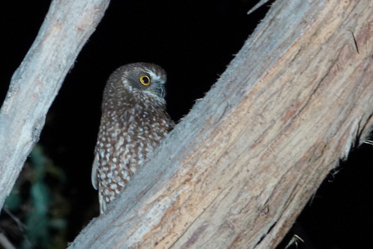 Tasmanian Boobook - ML644670999