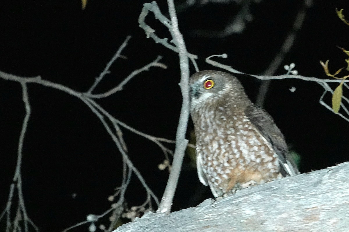 Tasmanian Boobook - ML644671000