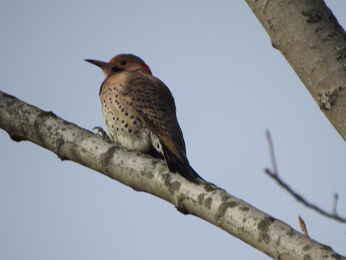 Northern Flicker - ML644671016