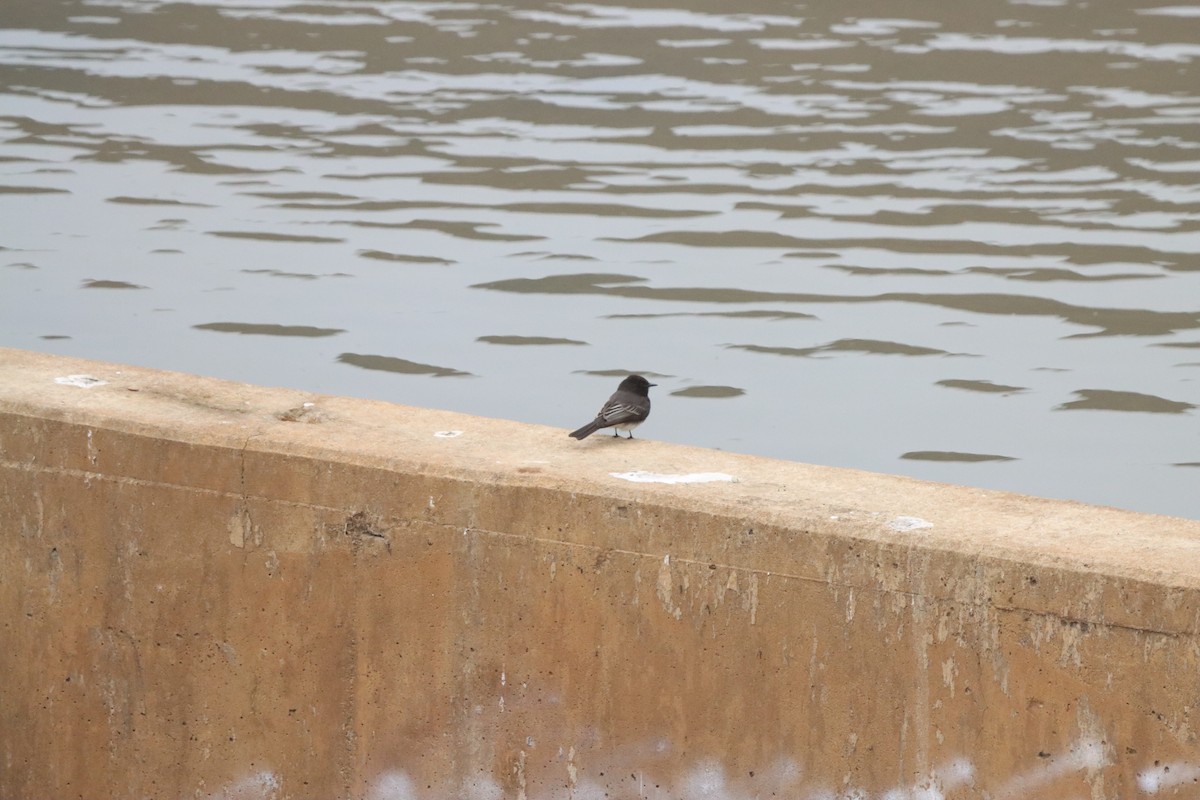 svartfibi - ML644671017