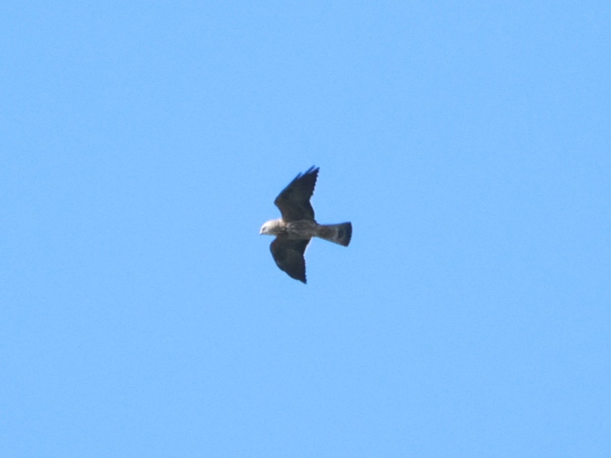 Mississippi Kite - ML644671028