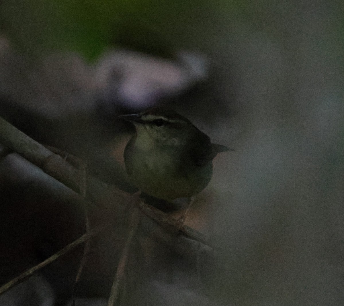 Swainson's Warbler - ML644671030