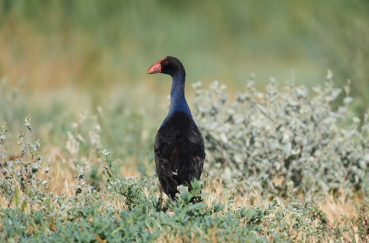 オーストラリアセイケイ - ML644671036