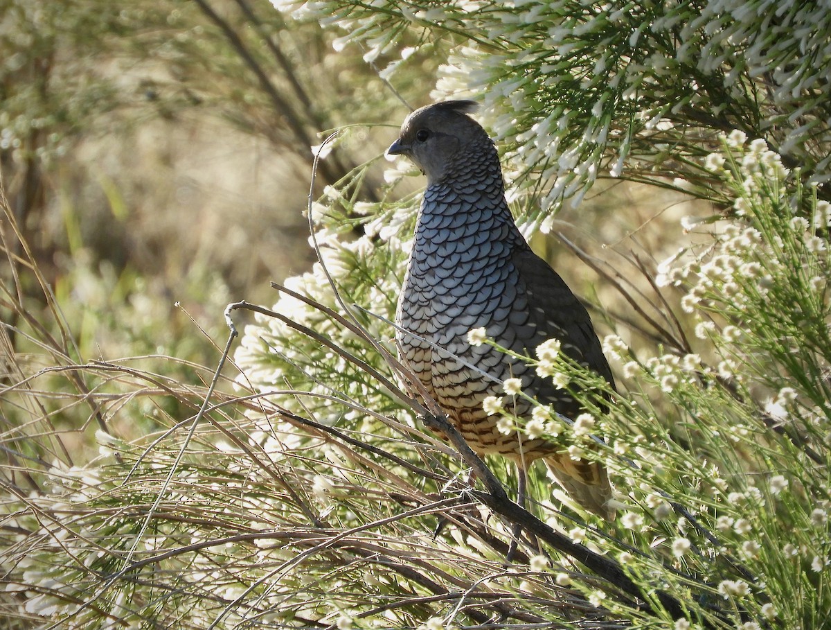 Schuppenwachtel - ML644671038