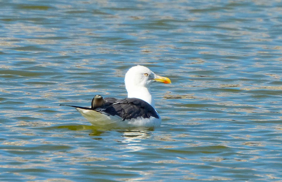 Gaviota Sombría - ML644671040