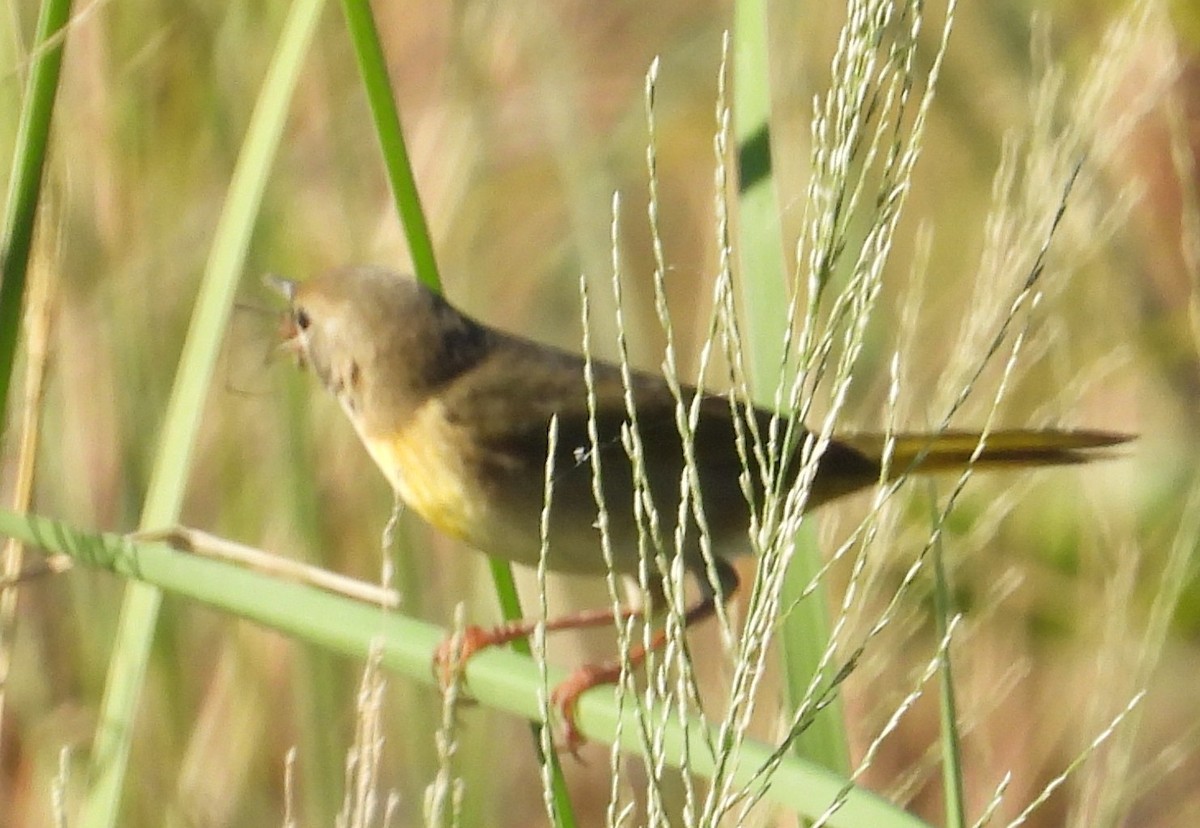 Common Yellowthroat - ML644671046
