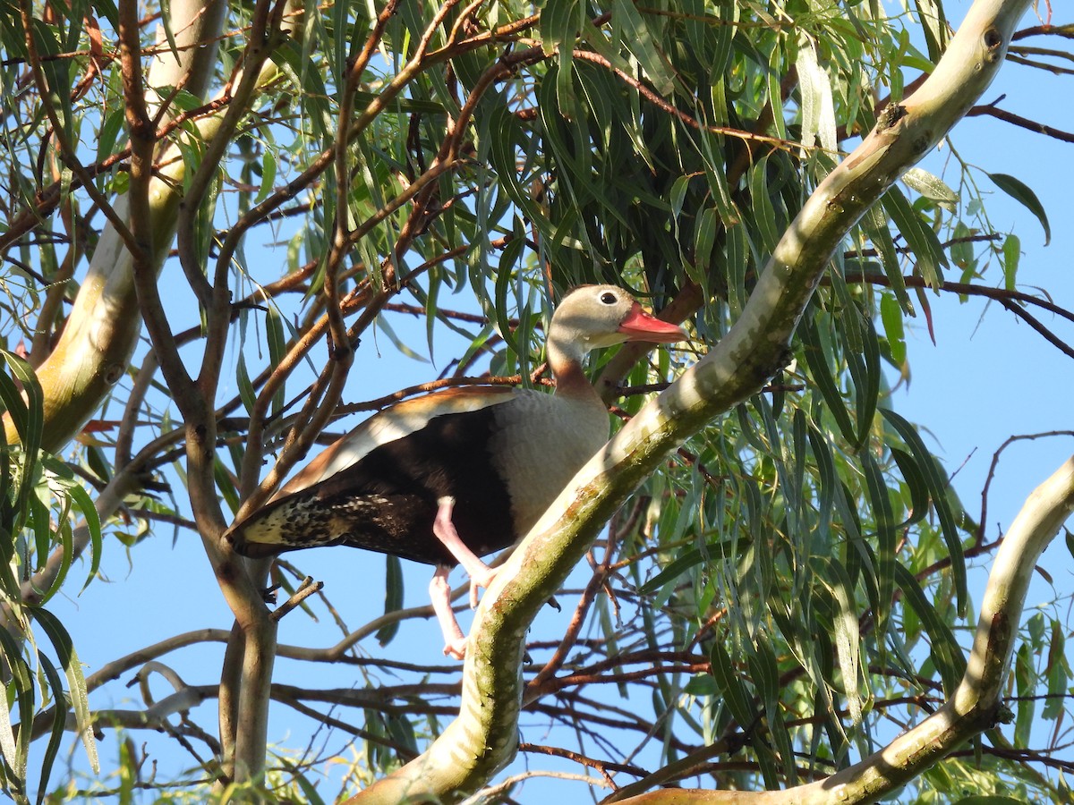 Black-bellied Whistling-Duck - ML644671047