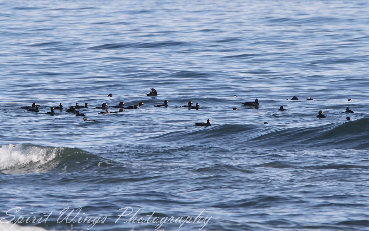 turpan žlutozobý - ML644671050