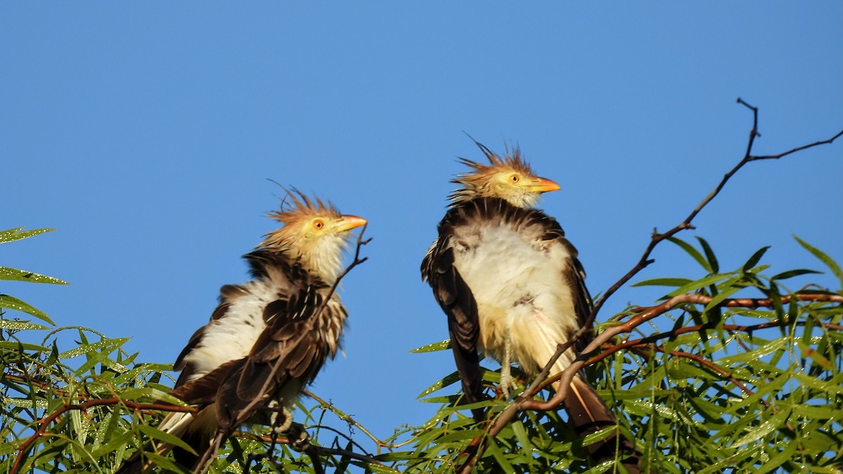 Guira Cuckoo - ML644671061