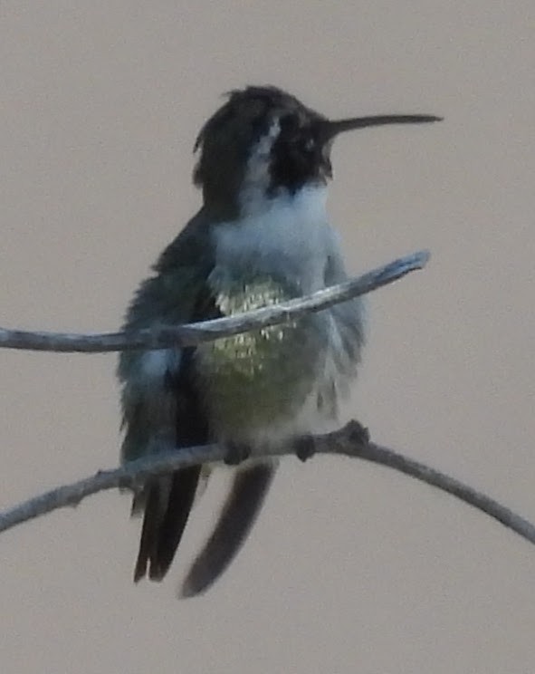 Costa's Hummingbird - ML644671065