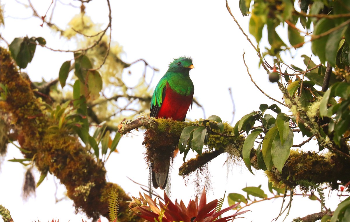 Quetzal resplendissant - ML644671073