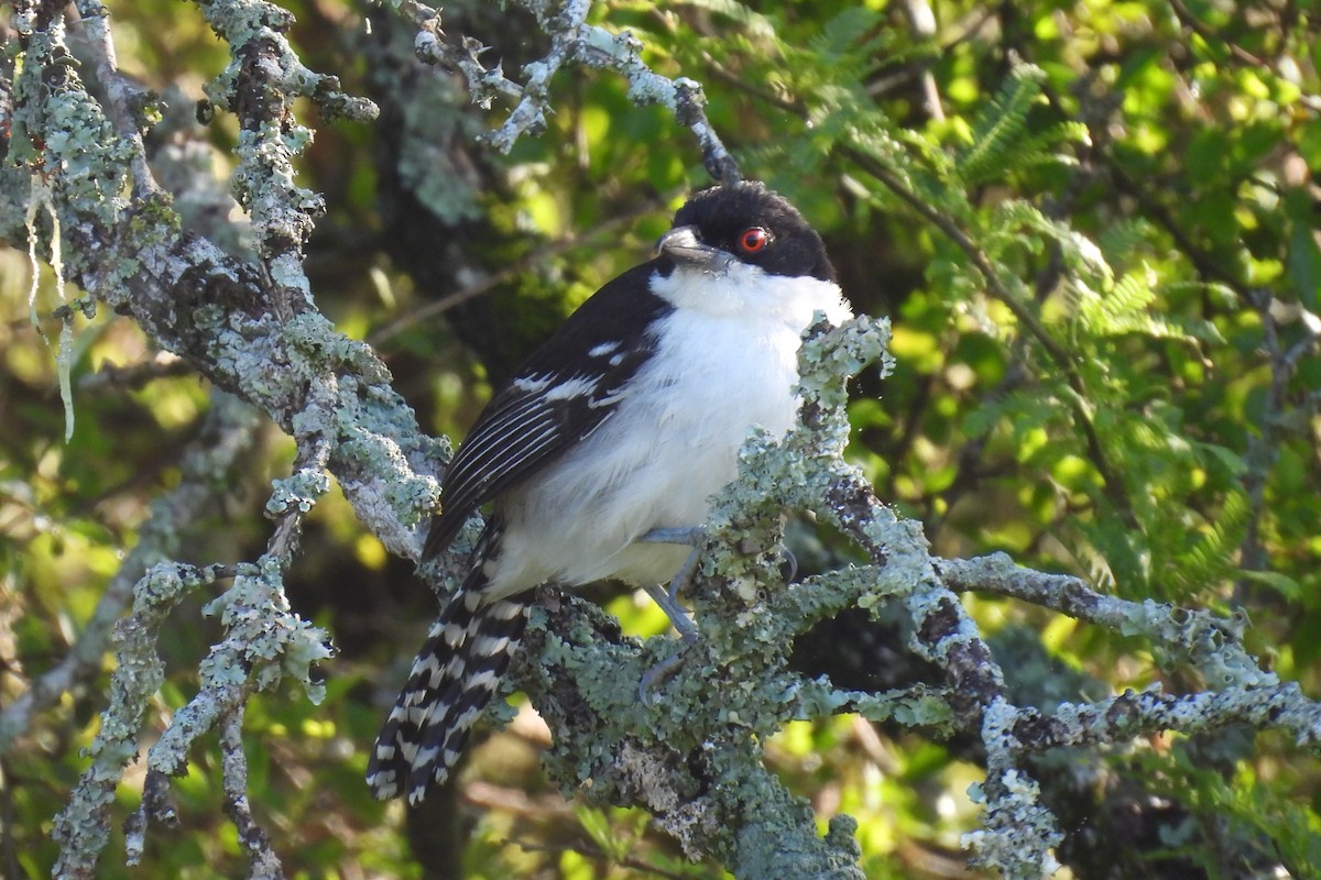 Great Antshrike - ML644671076
