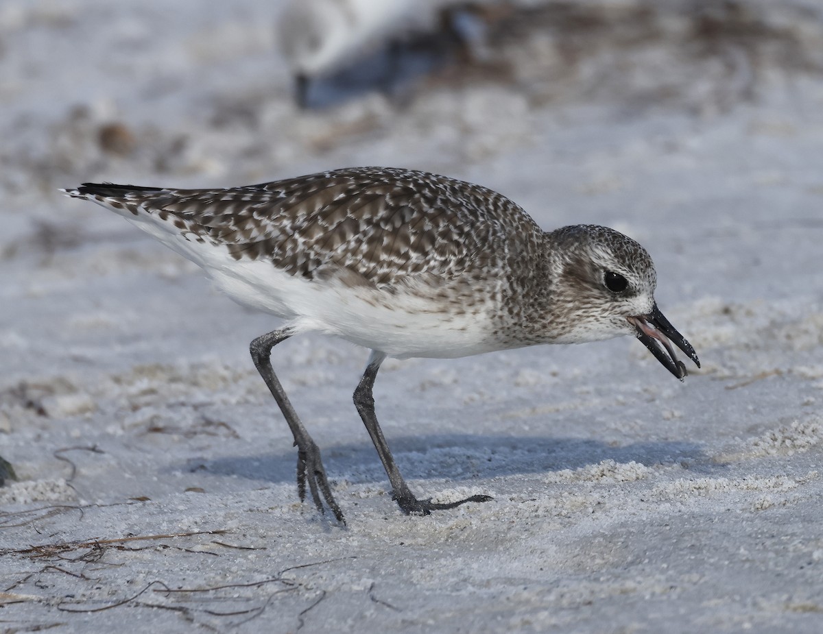 Black-bellied Plover - ML644671091