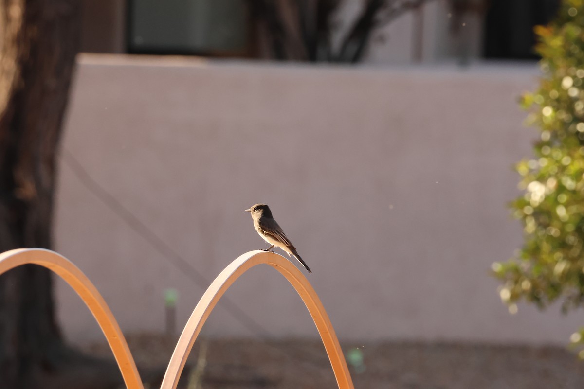 svartfibi - ML644671099