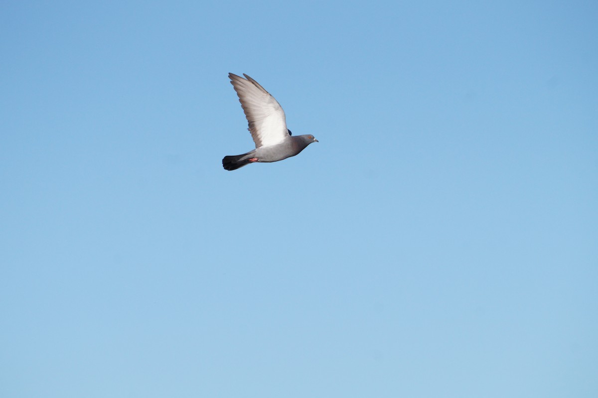 יונת בית - ML644671101