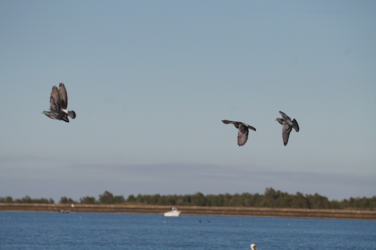יונת בית - ML644671102