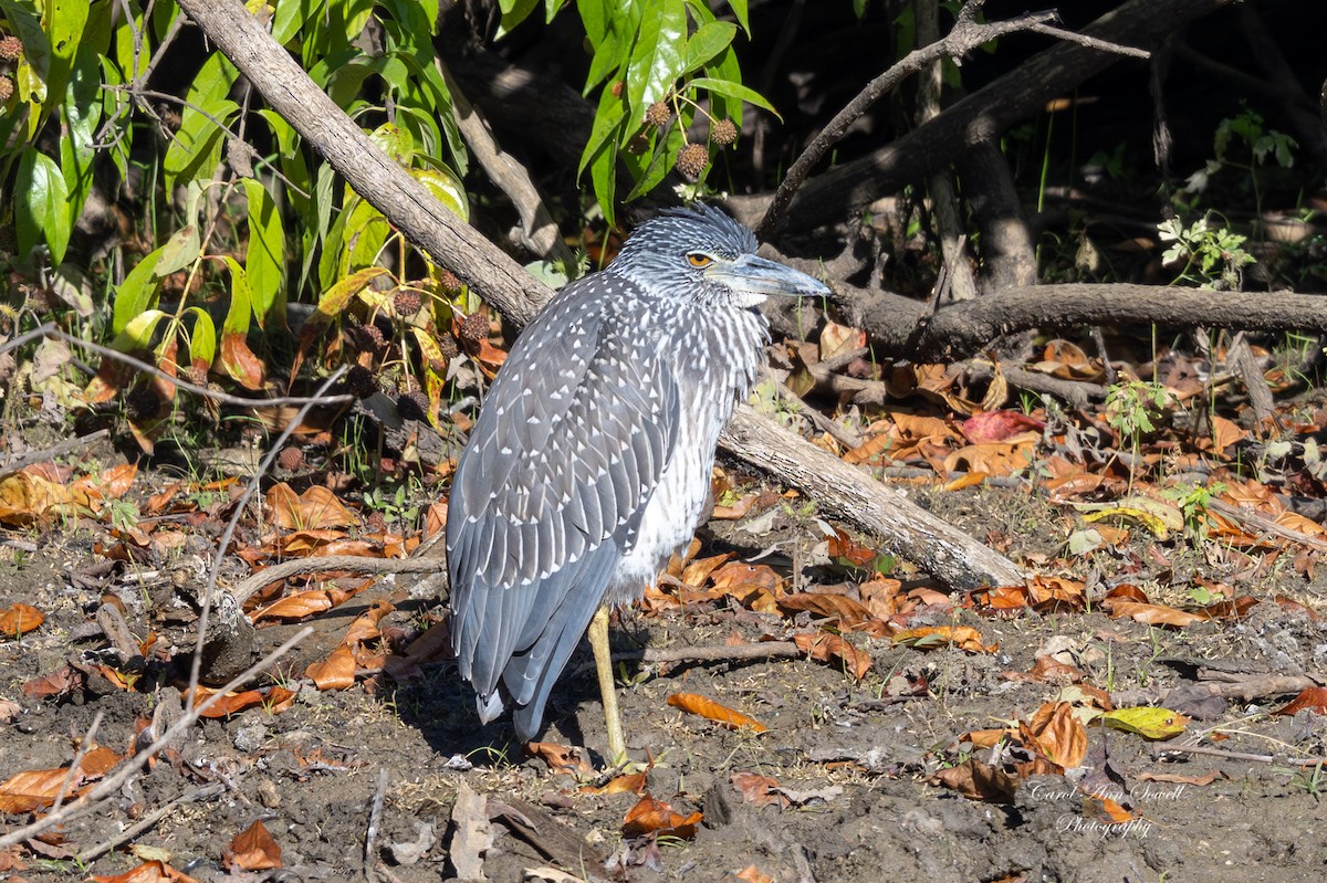 kvakoš žlutočelý - ML644671114