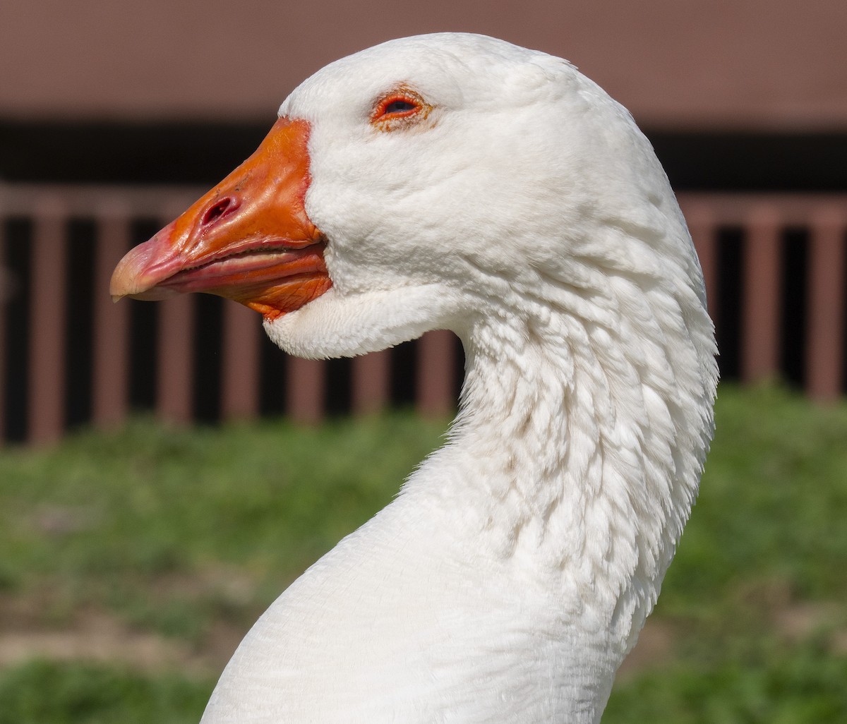 Domestic goose sp. (Domestic type) - ML644671121