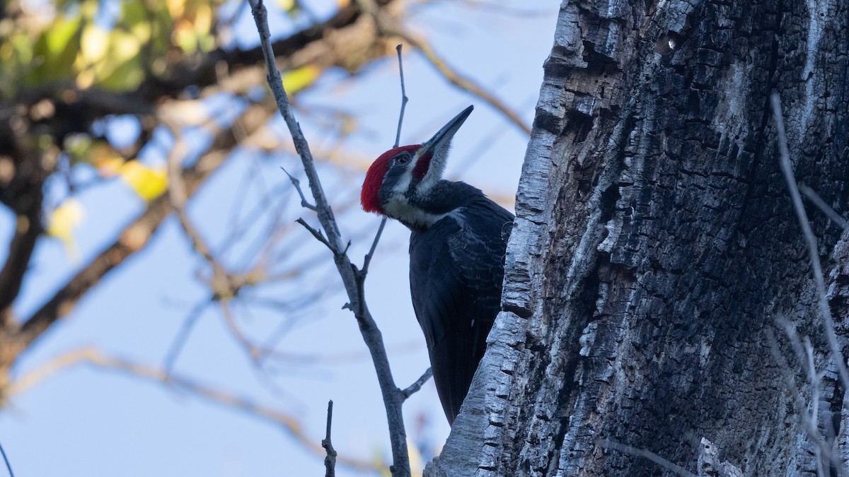 datel chocholatý - ML644671126