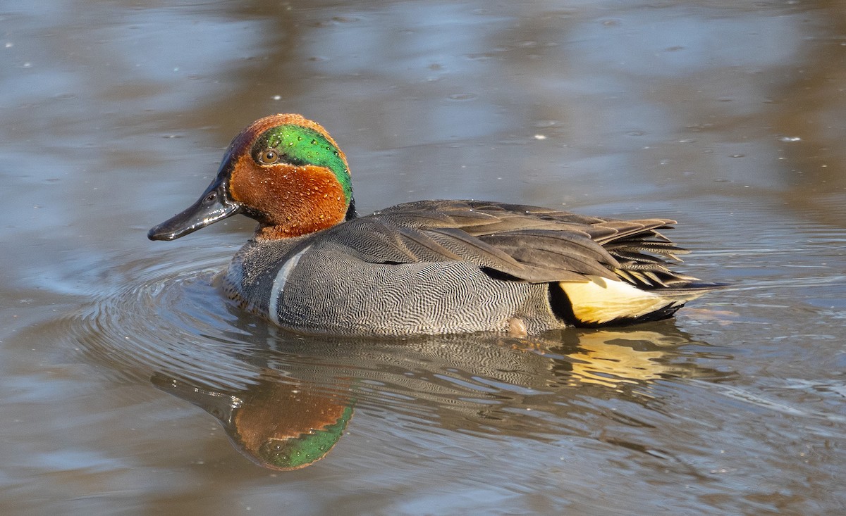 Çamurcun - ML644671128