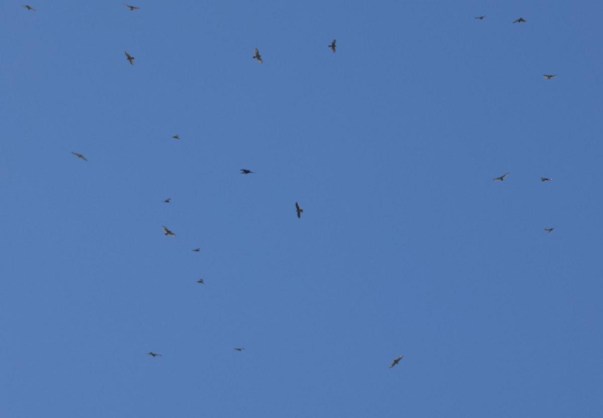 Mississippi Kite - ML644671133